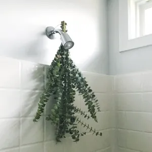 AROMATHERAPY SHOWER BUNDLE - EUCALYPTUS